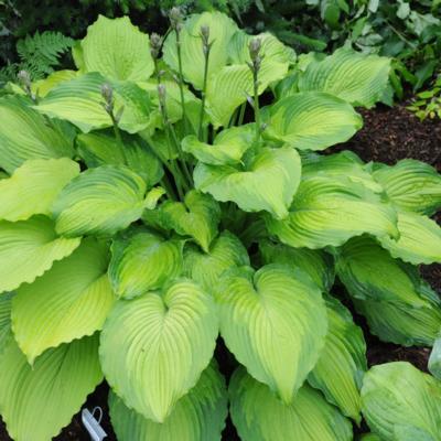 Hosta 'Journey's End' Hosta 'Journey's End'